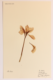 Iris cristata RCPGdnHerbarium  (38).JPG